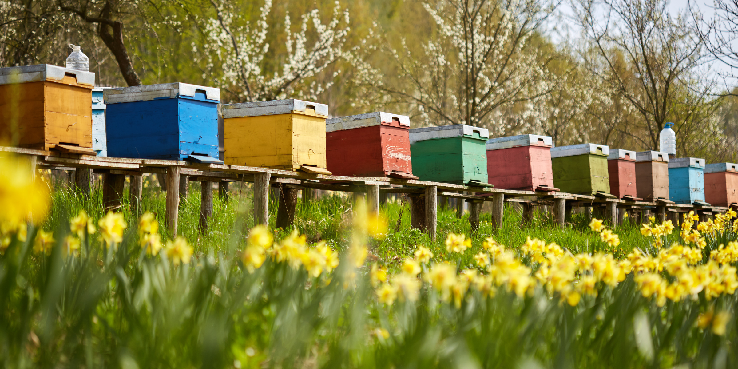 BEE Farming