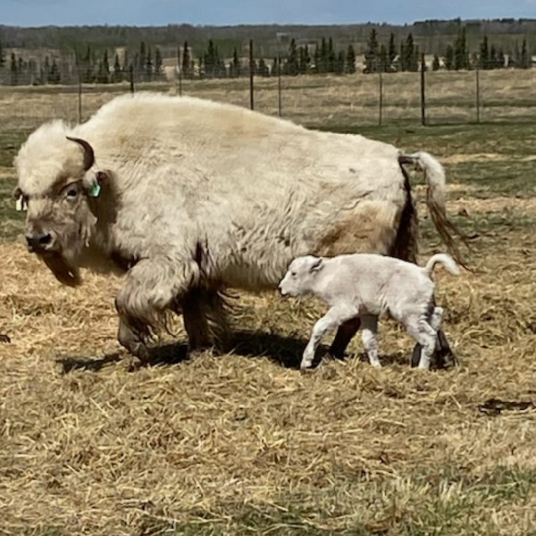 White Buffalo Herd