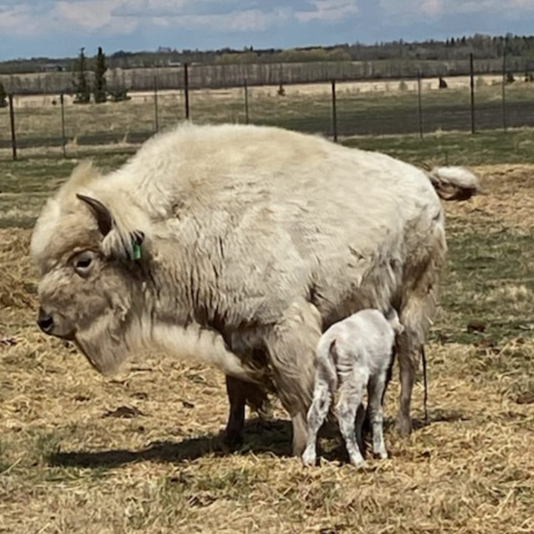 White Buffalo Herd