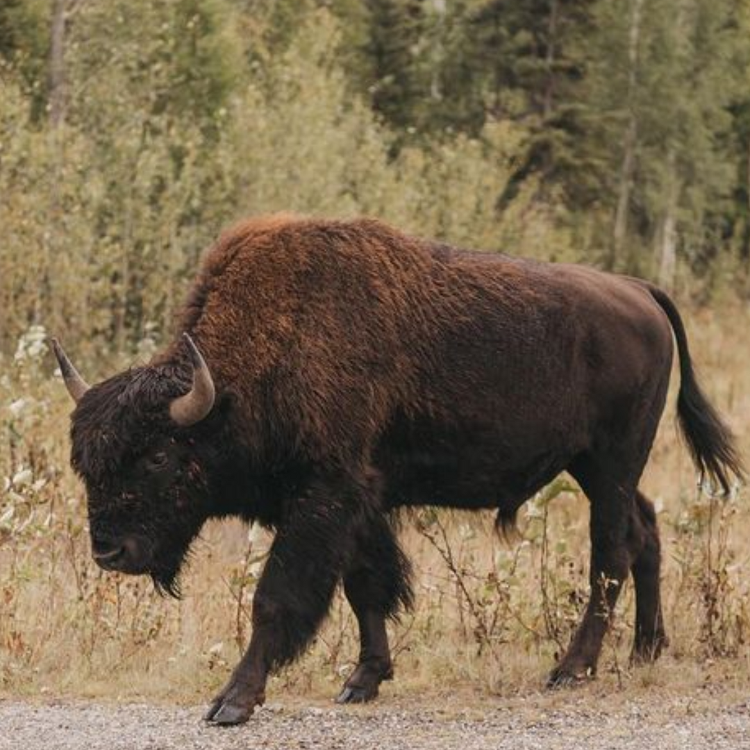 Young Bull Bison