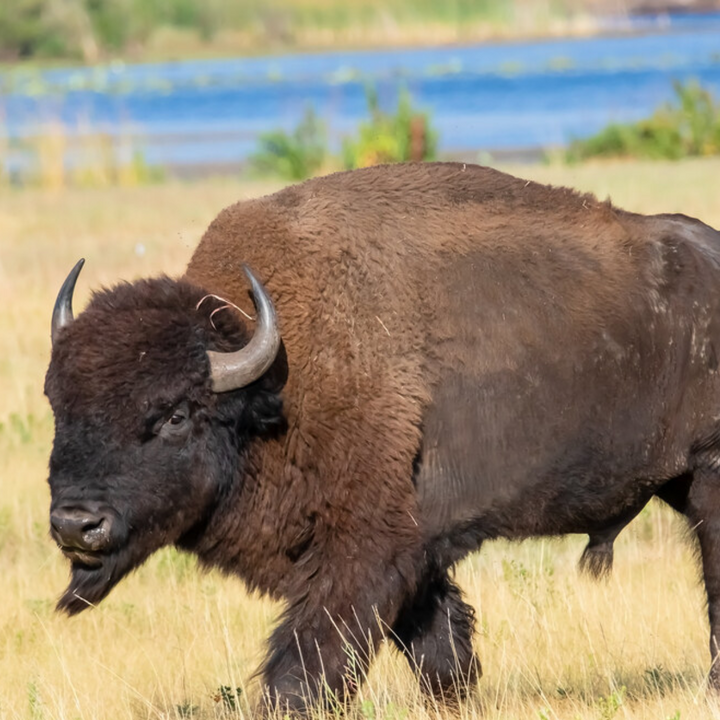 Young Bull Bison