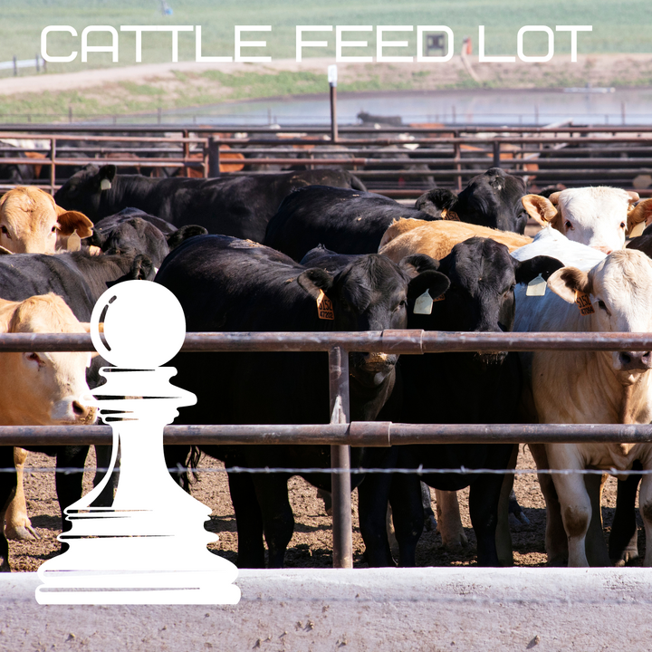 Cattle Feed Lot