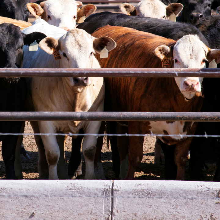 Cattle Feed Lot