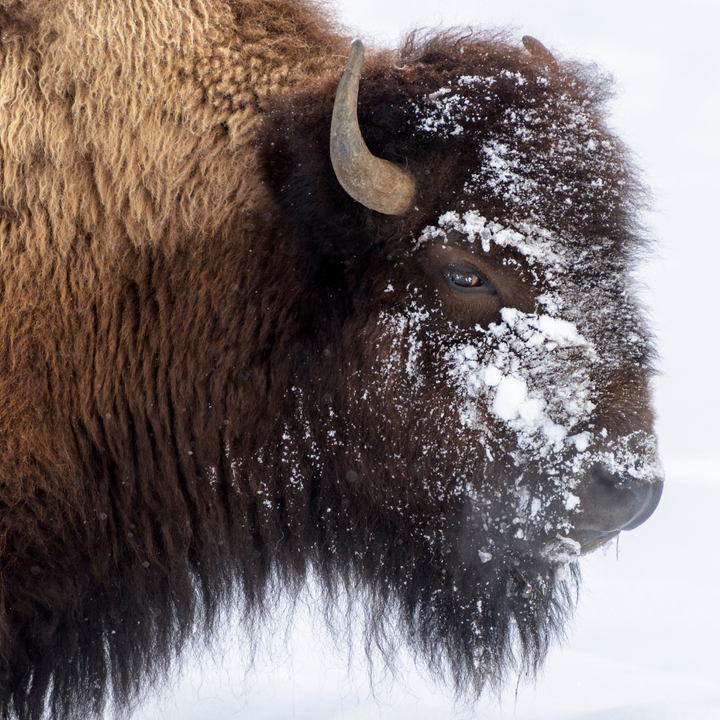 Bison Ranch - 2200 Acres