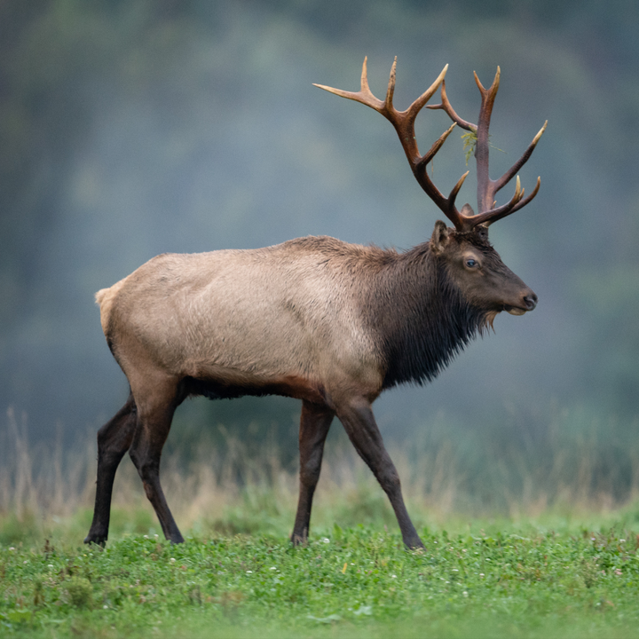 Bison Ranch - 2200 Acres