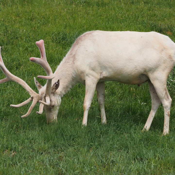 Bison Ranch - 2200 Acres