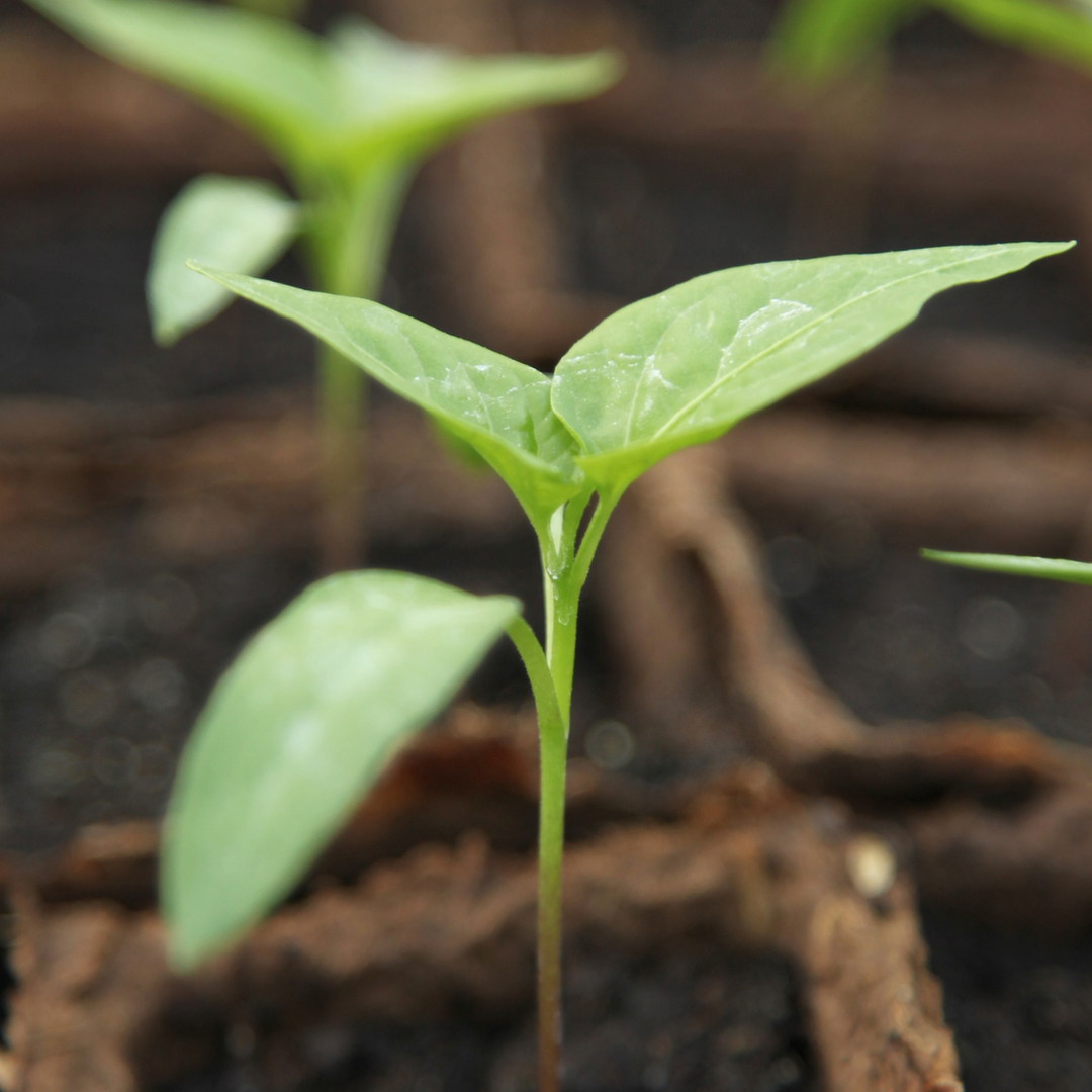 Pure Leafology Base Greenhouse