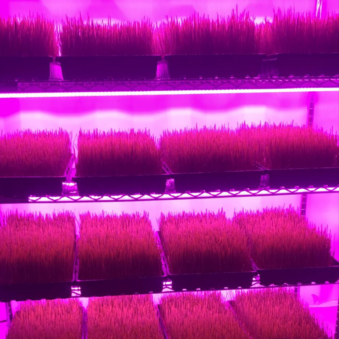 Micro Grow Container