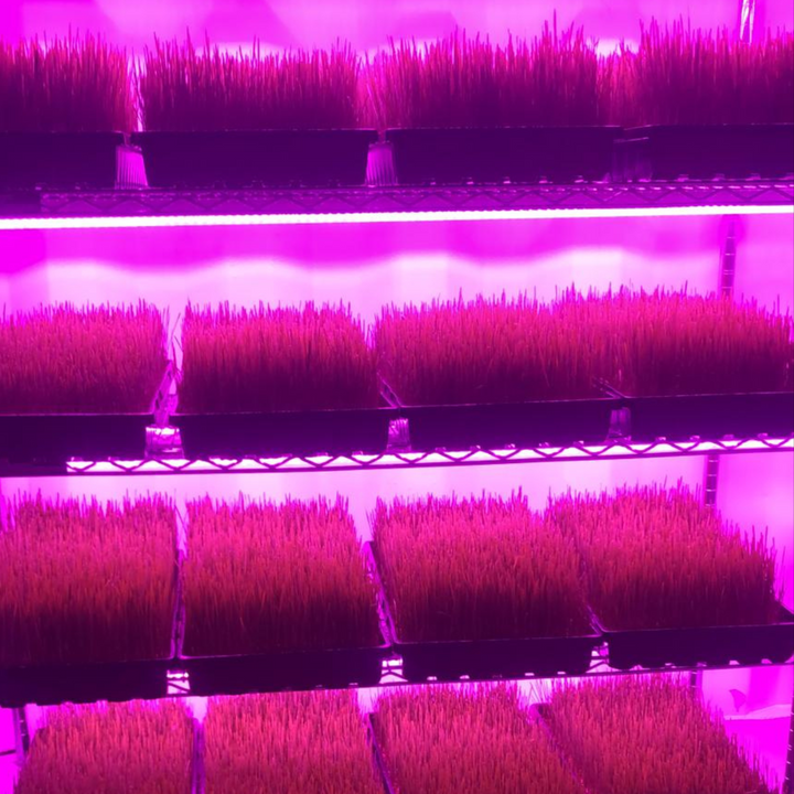 Micro Grow Container