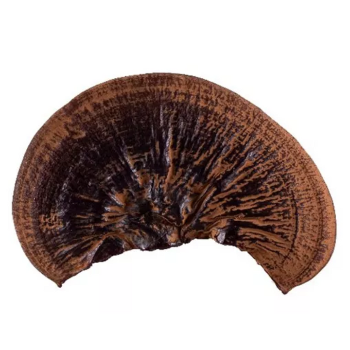 Reishi