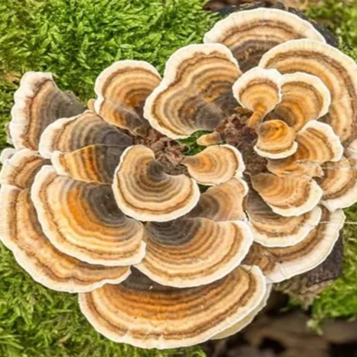 Turkey Tail