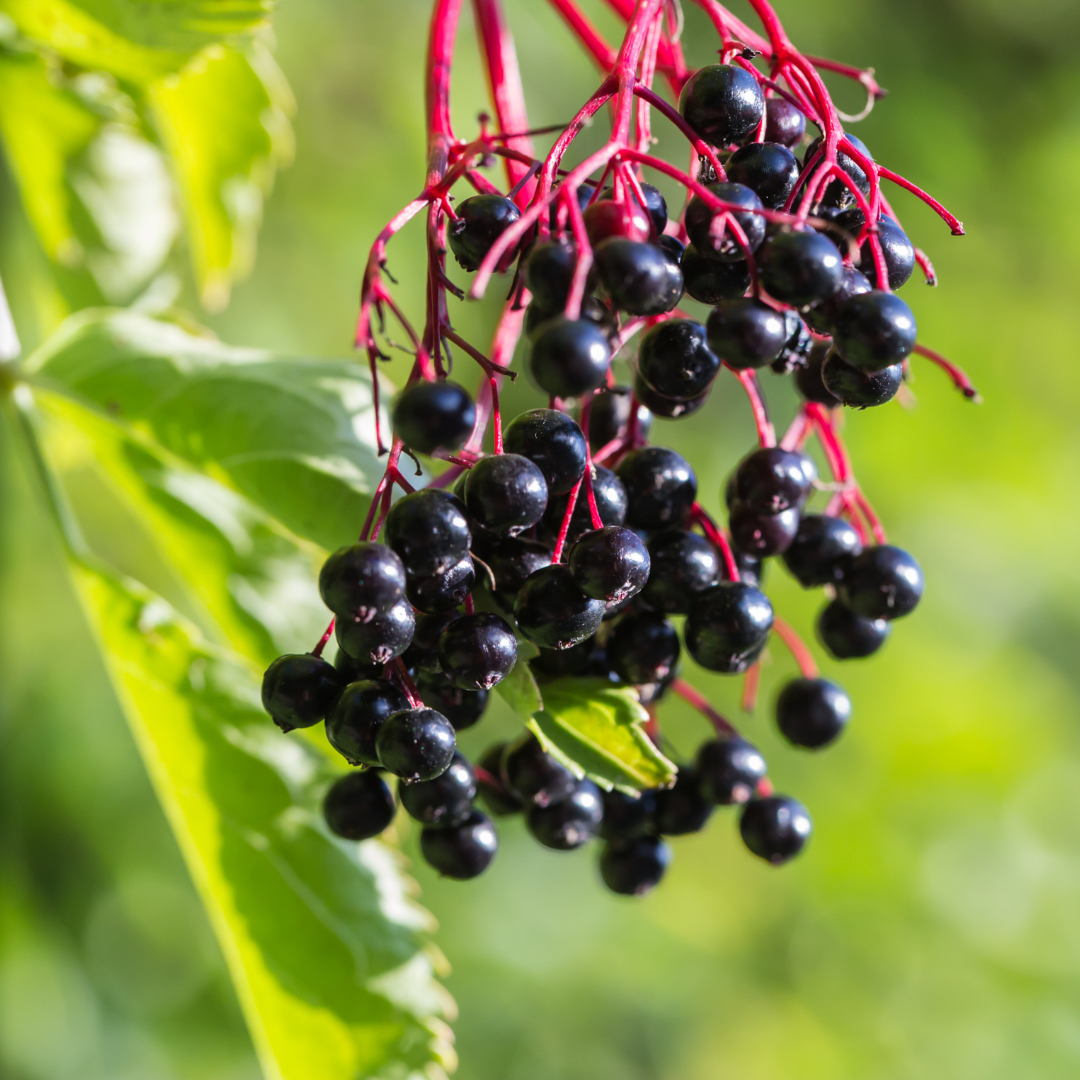 Elder Berry Juice