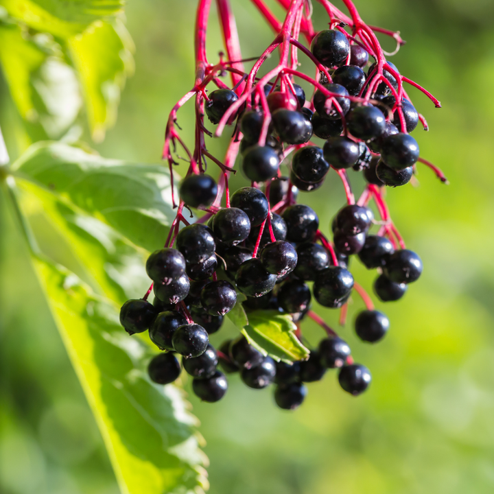Elder Berry Juice