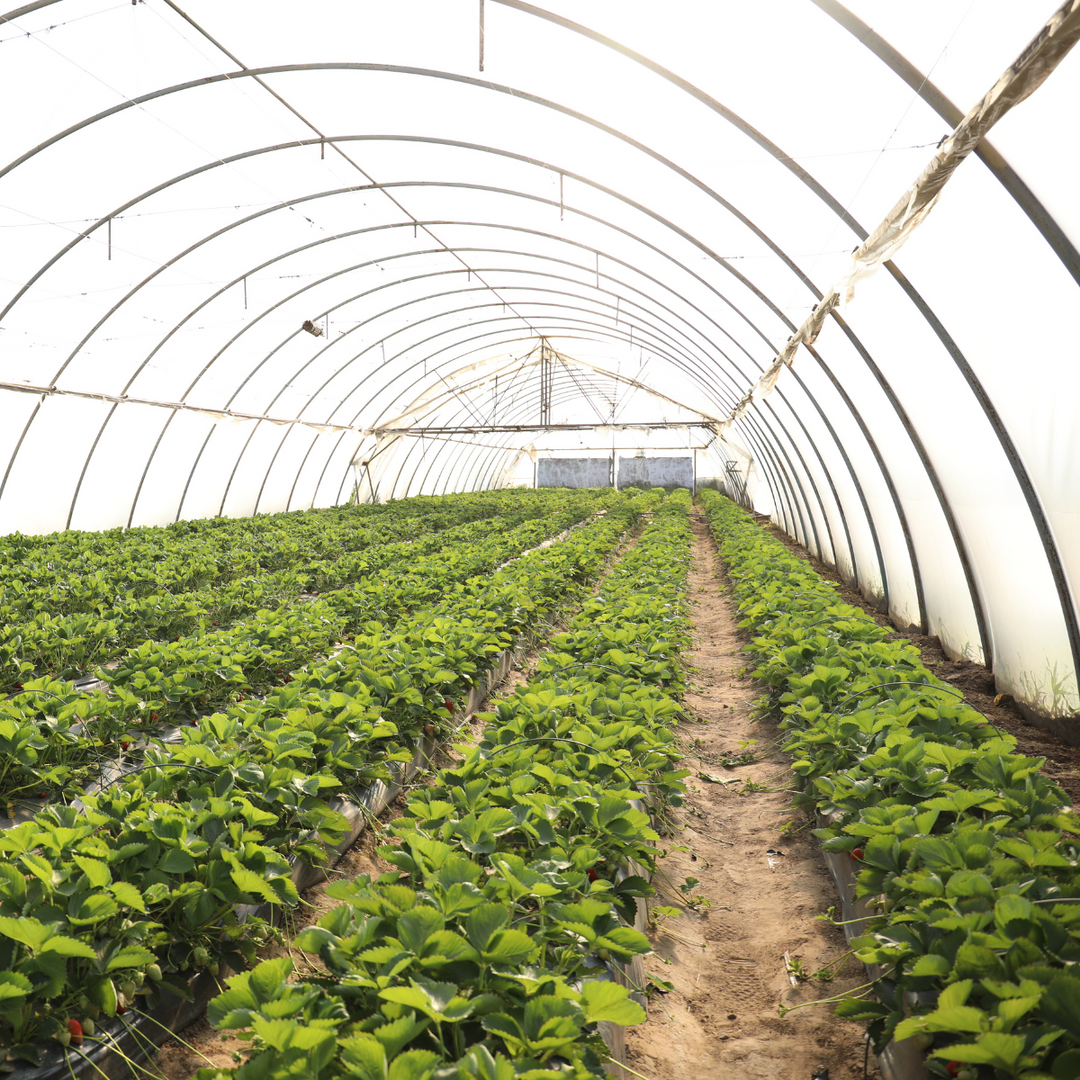 Pure Leafology Base Greenhouse