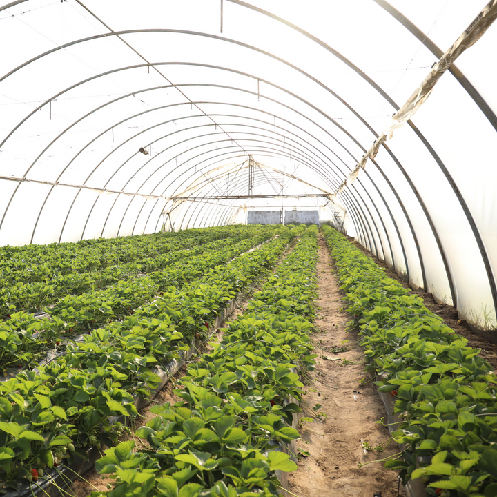 Pure Leafology Base Greenhouse