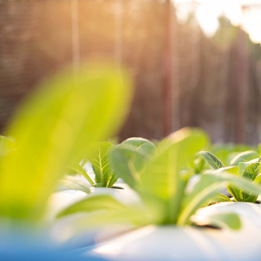 Pure Leafology Base Greenhouse