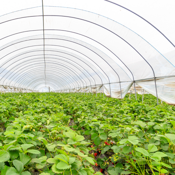 Pure Leafology Base Greenhouse